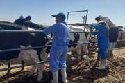 انجام بیش از 4000 مورد خونگیری گاوی در گناباد